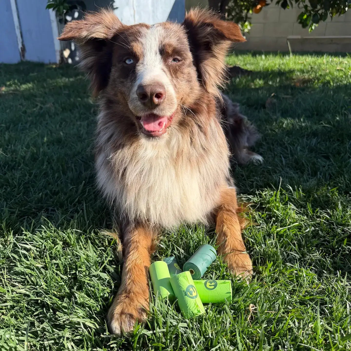 Compostable Dog Poop Bags - Single Rolls